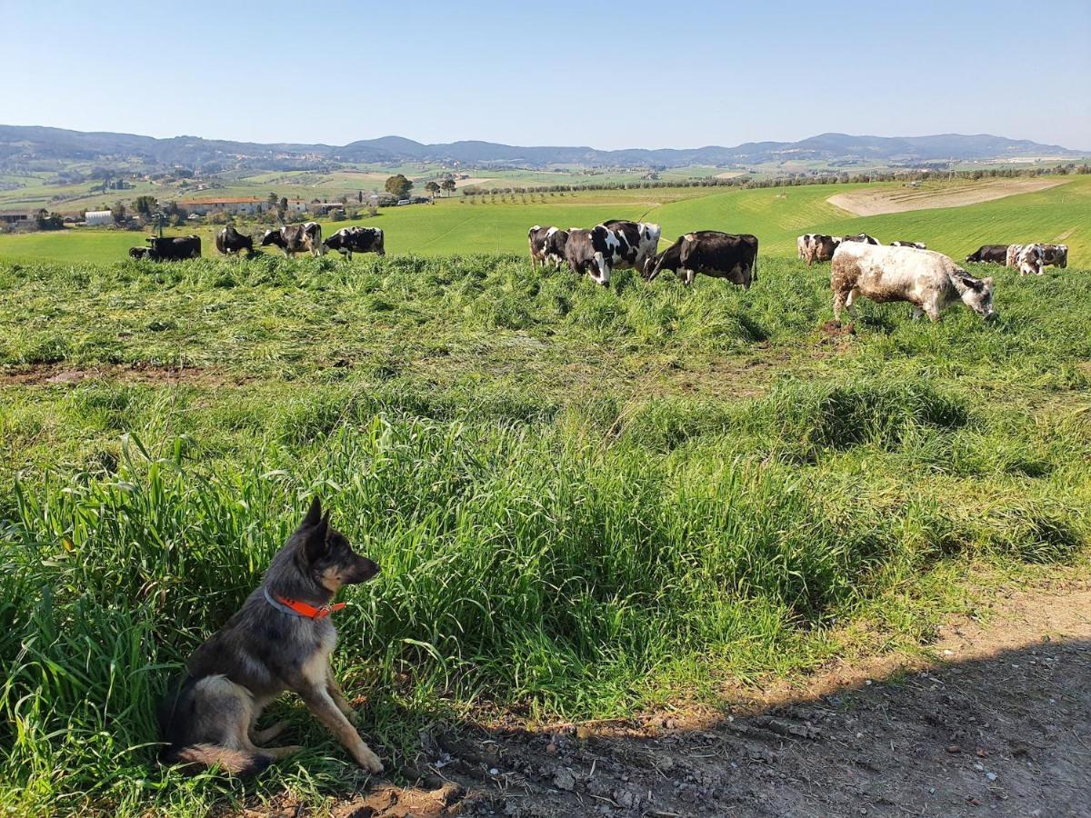 Il Giogo Agriturismo Rosignano Marittimo Luaran gambar